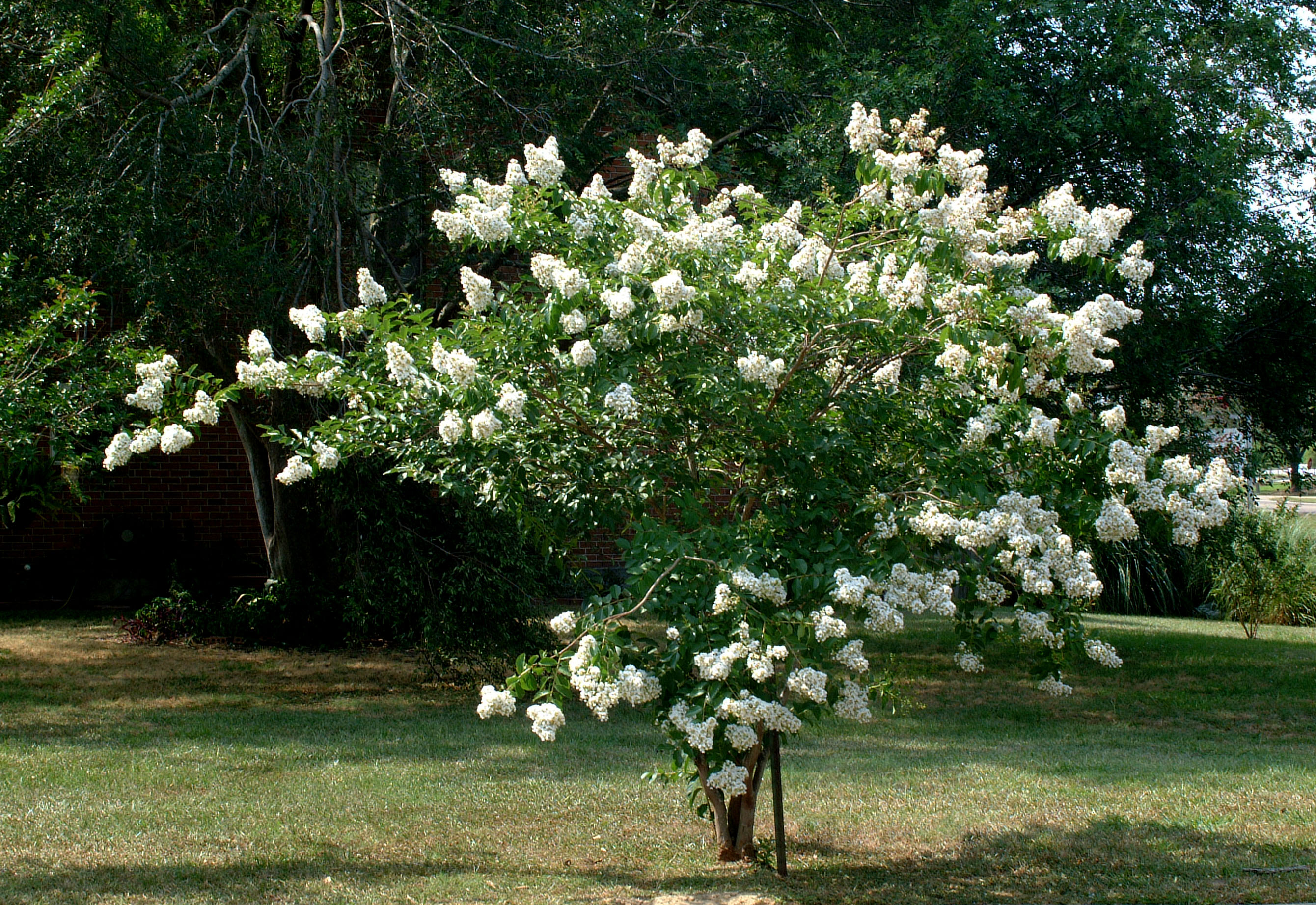Horticulturist Recommends Semi-dwarf Crape Myrtles In The Landscape