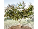 whitecrapemyrtlejpg