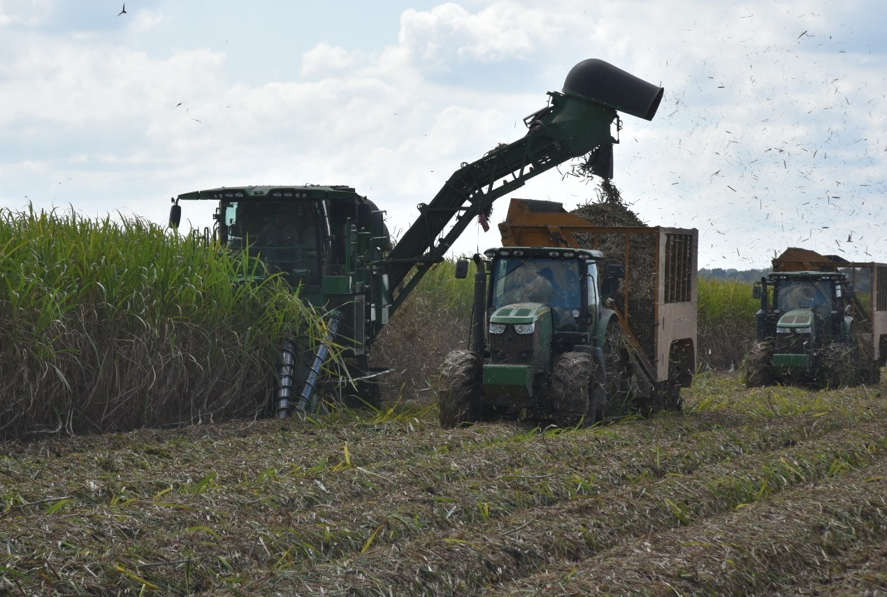 Cautious optimism marks start of soggy sugarcane harvest