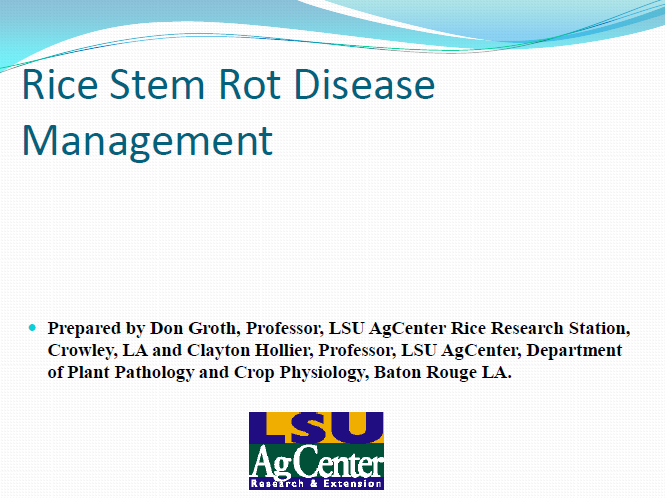 Rice Stem Rot Disease Management