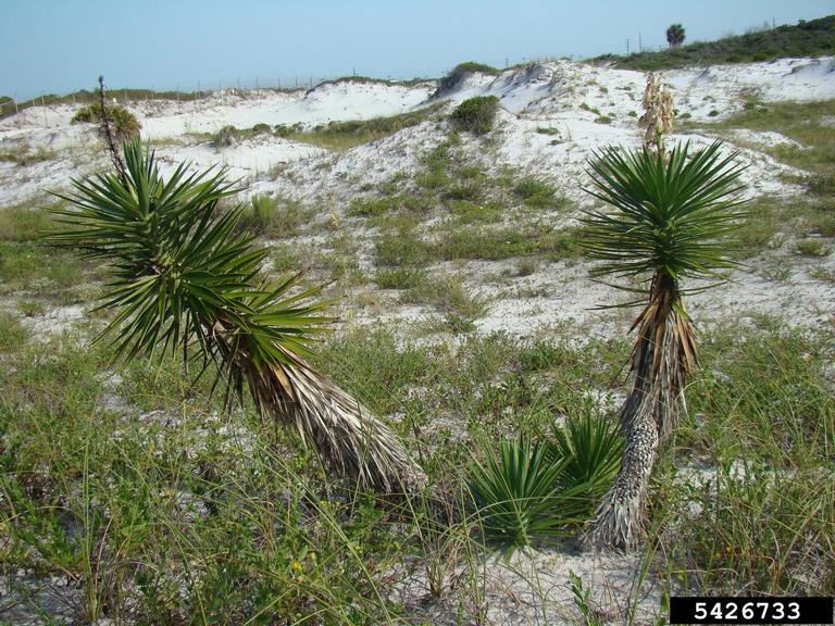 Pokey, Spikey Plants in Louisiana, Part 1: Yuccas and an Agave