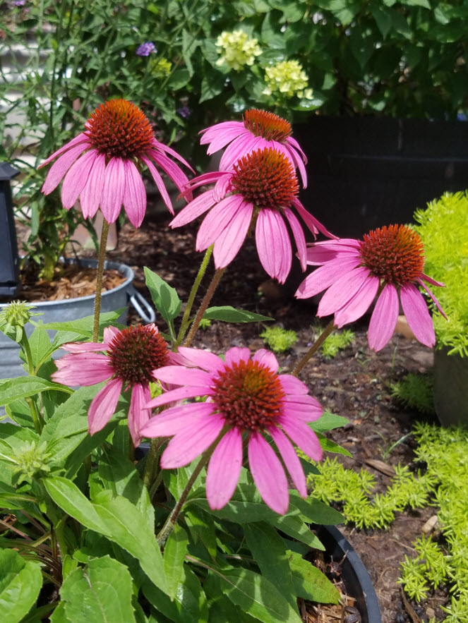 Purple-coneflowerjpg