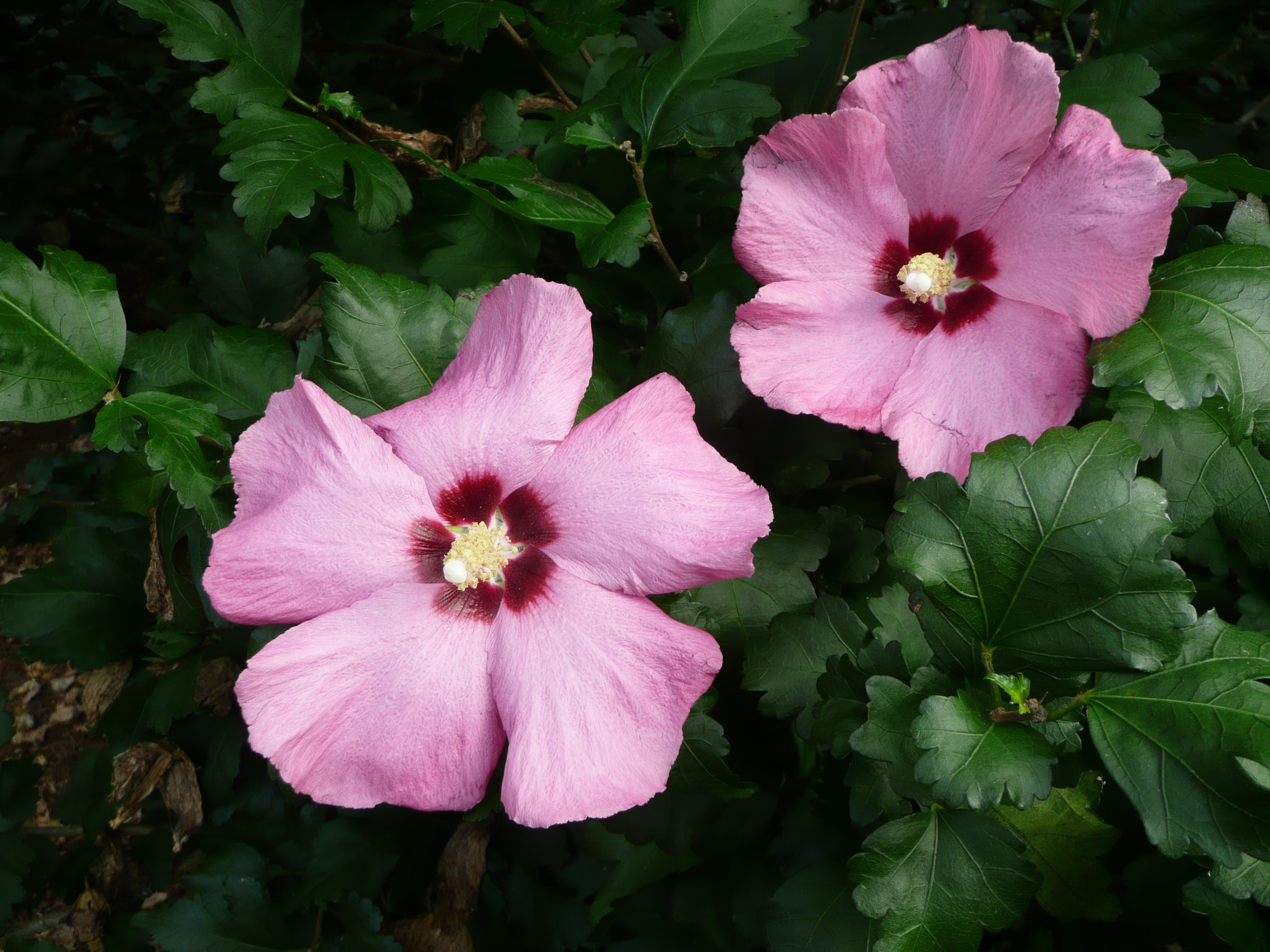 Aphrodite Althea - Summer-flowering Shrub