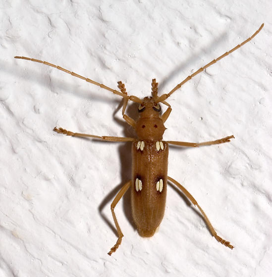 Coeleburia quadrigeminata, Ivory-marked Beetle (Coleoptera: Cerambycidae)    