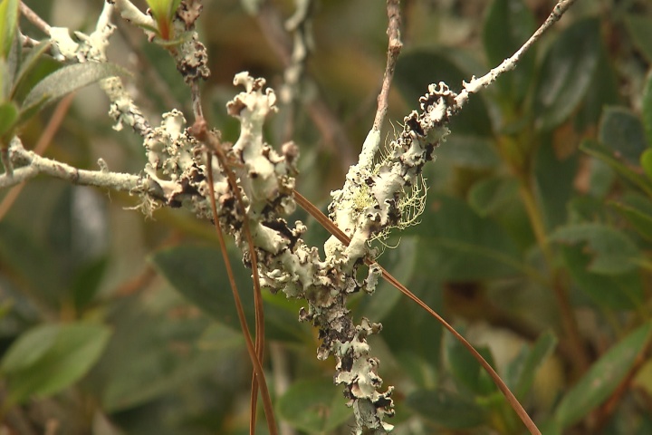 Lichens are harmless