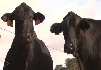 Louisiana cattle producers face challenges
