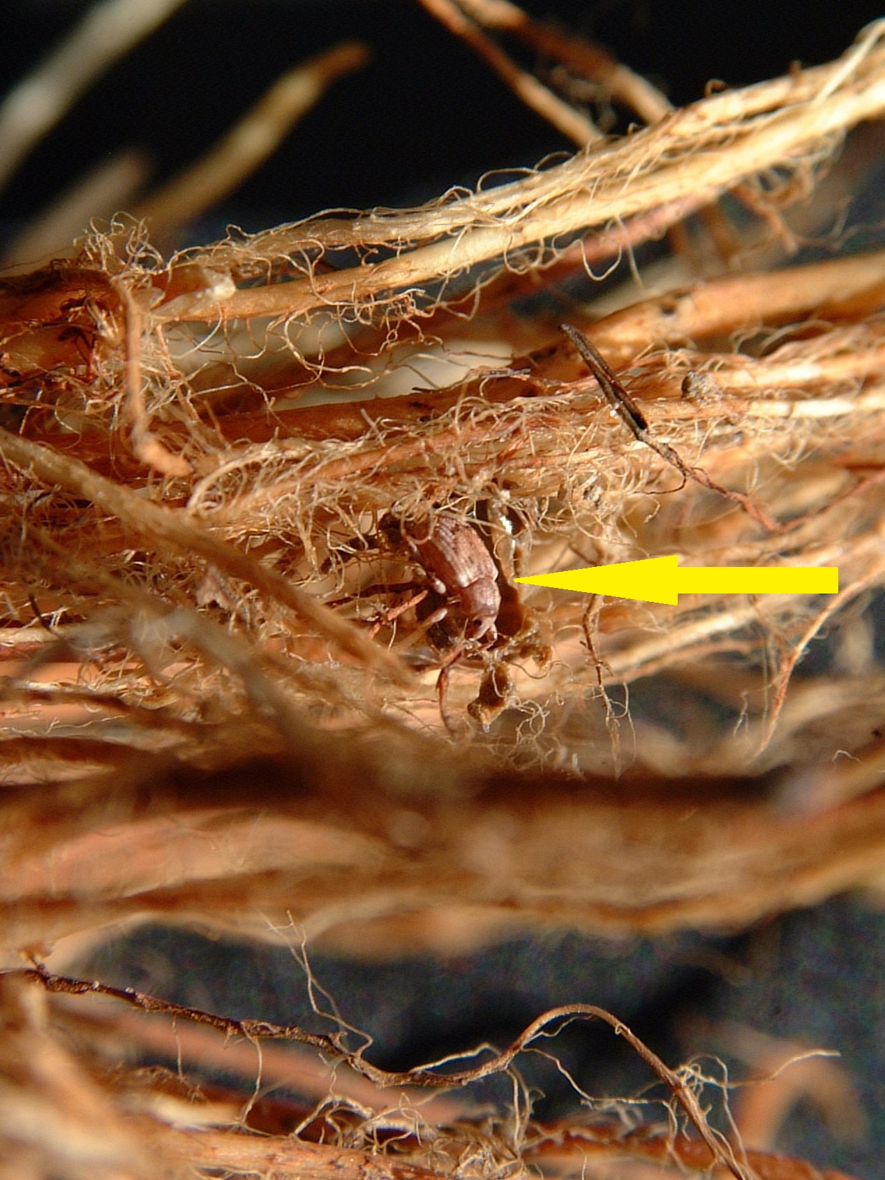 Rice Water Weevil Pupal Case 3