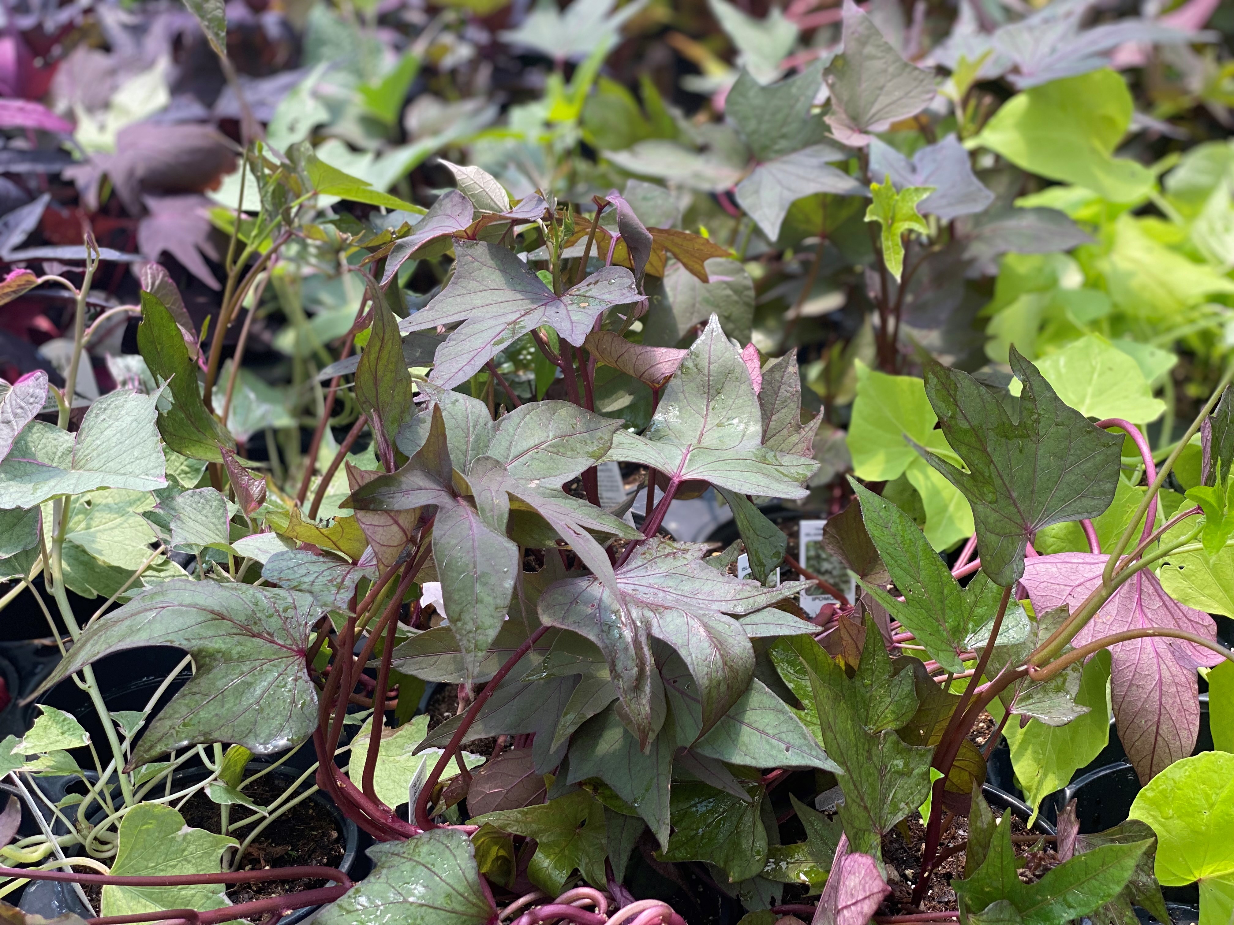 A sweet treasure for Louisiana gardens