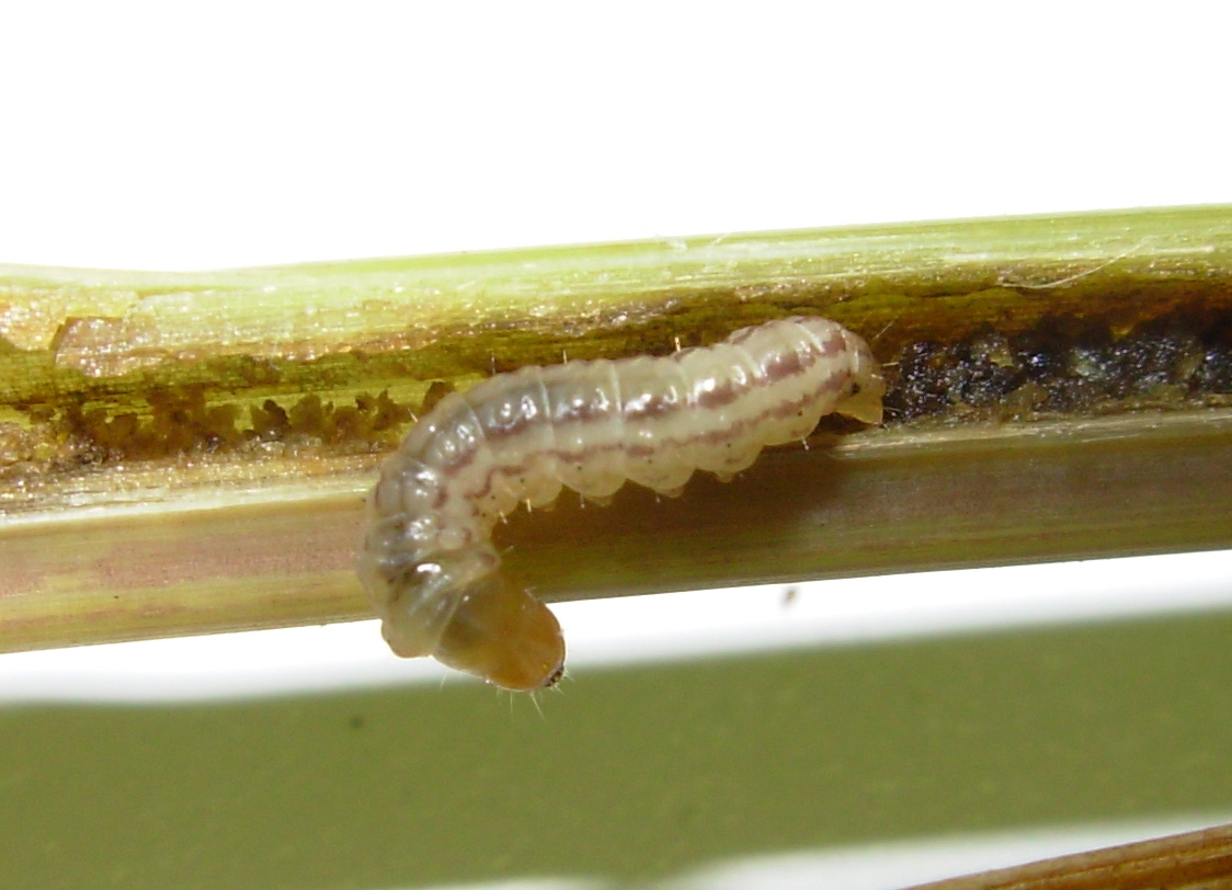 Mexican Rice Borer Larva 3