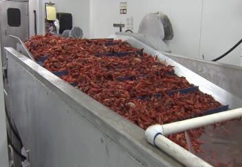Crawfish season disappointing so far