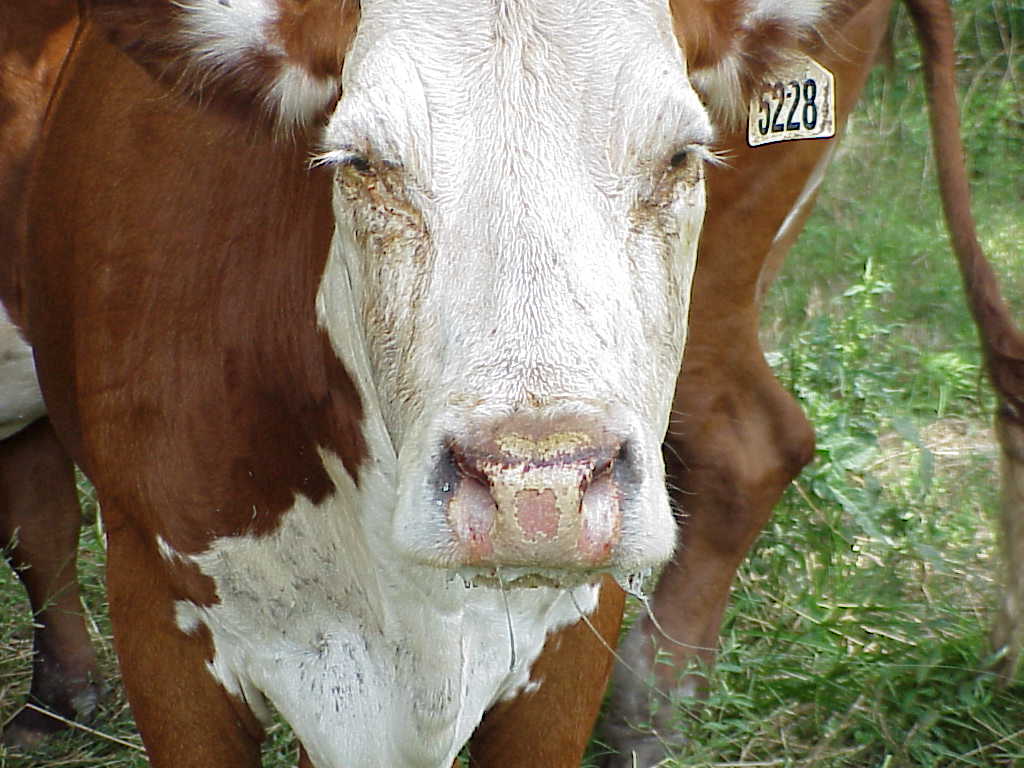 Photosensitization in Cattle and Horses