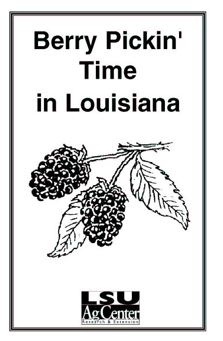 Berry Pickin Time in Louisiana