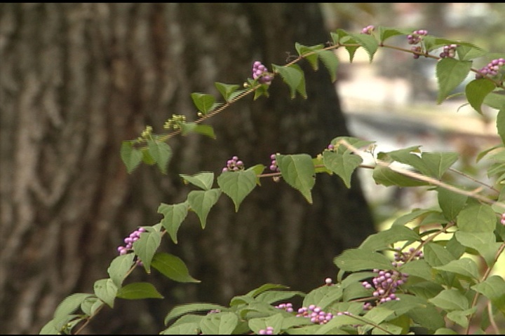 Choosing Plants for the Shade