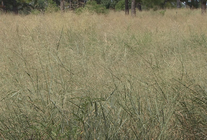 Forester looks at switchgrass as energy source