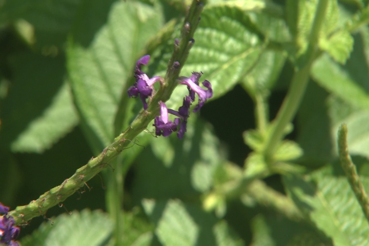 Porterweed adds beauty and wildlife