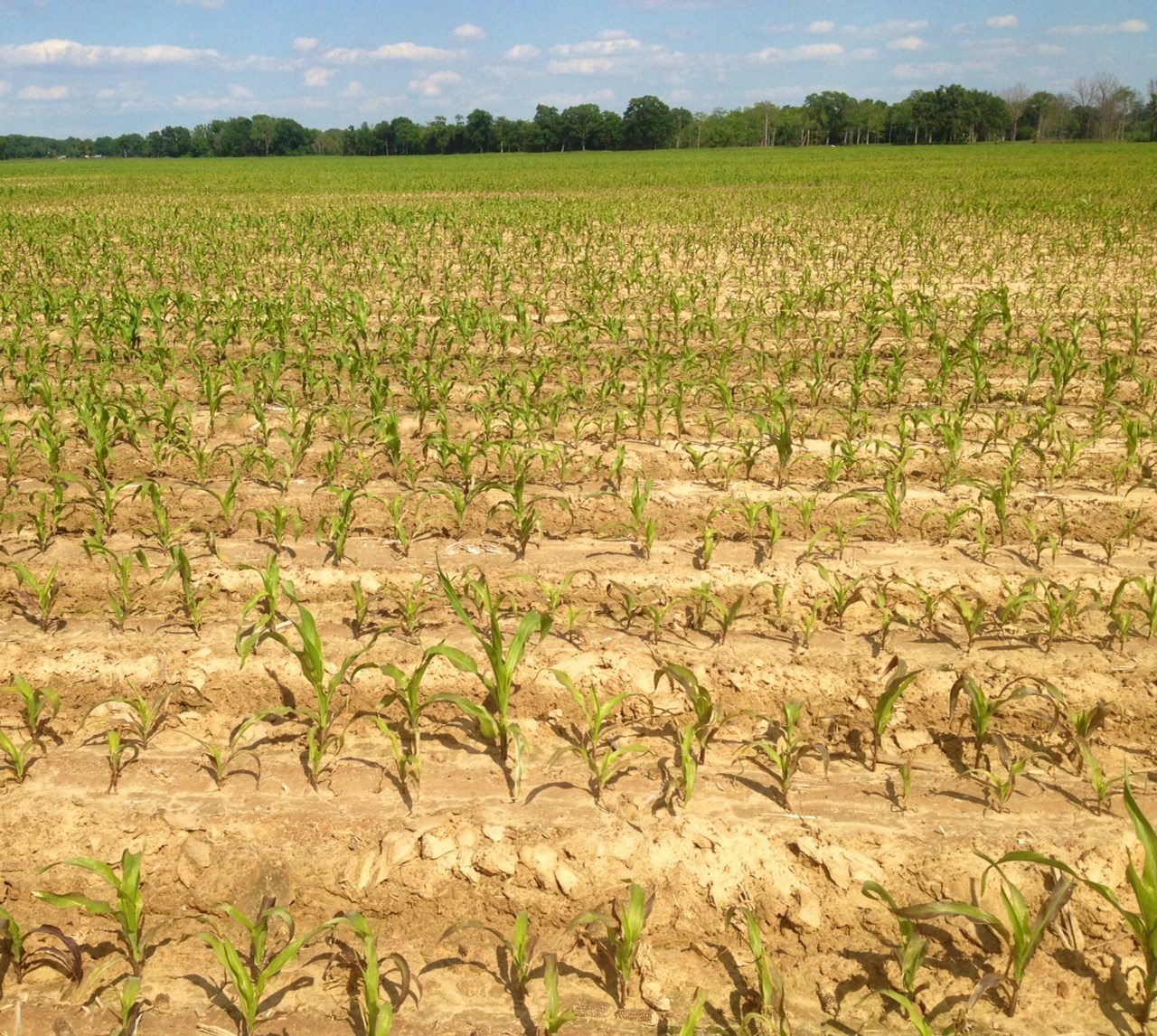 Wireworms Prevalent This Year
