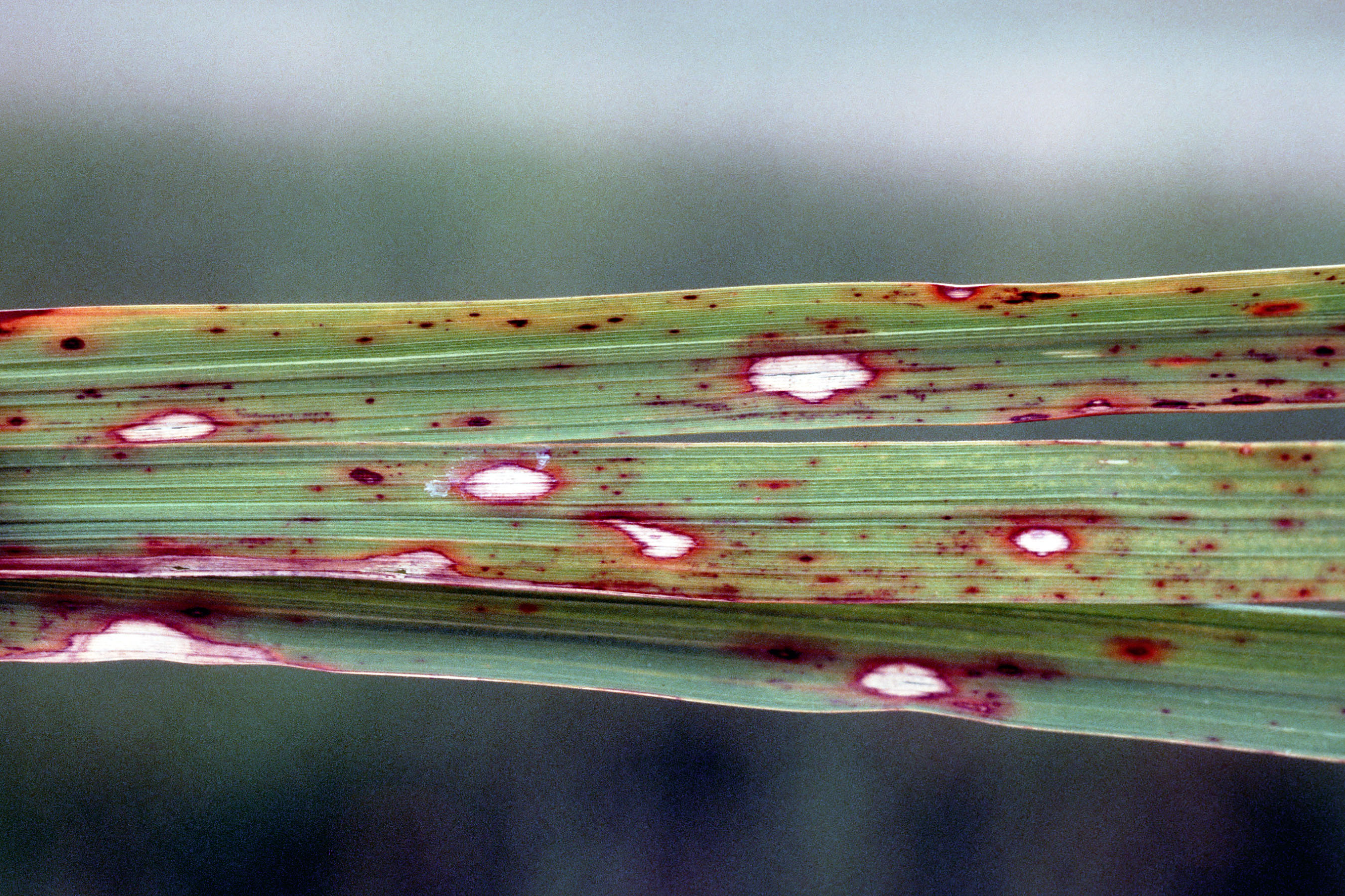 Older Alternaria Leaf Spot