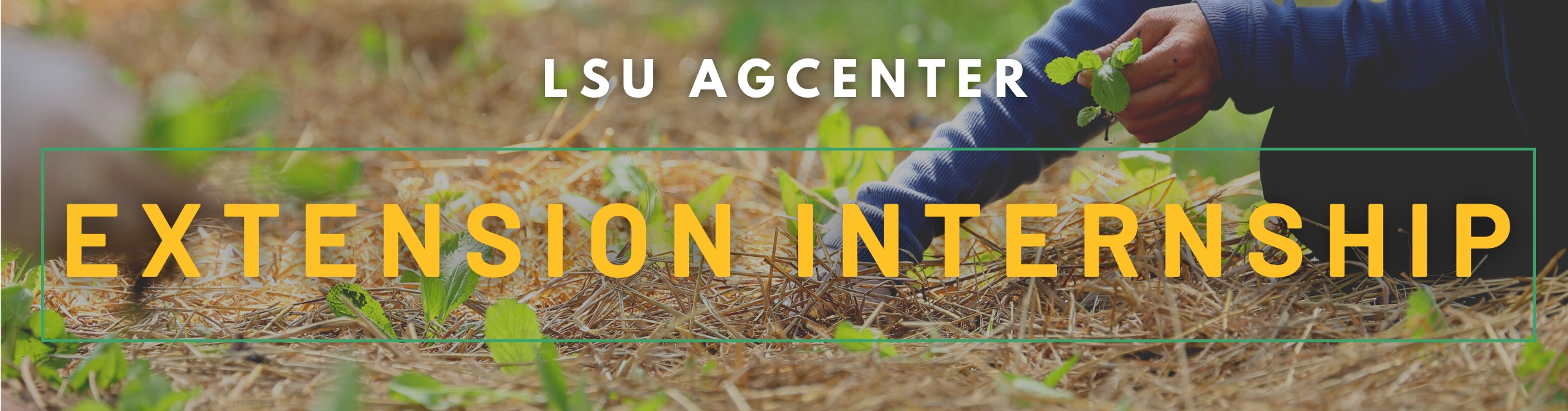 Extension Internship
