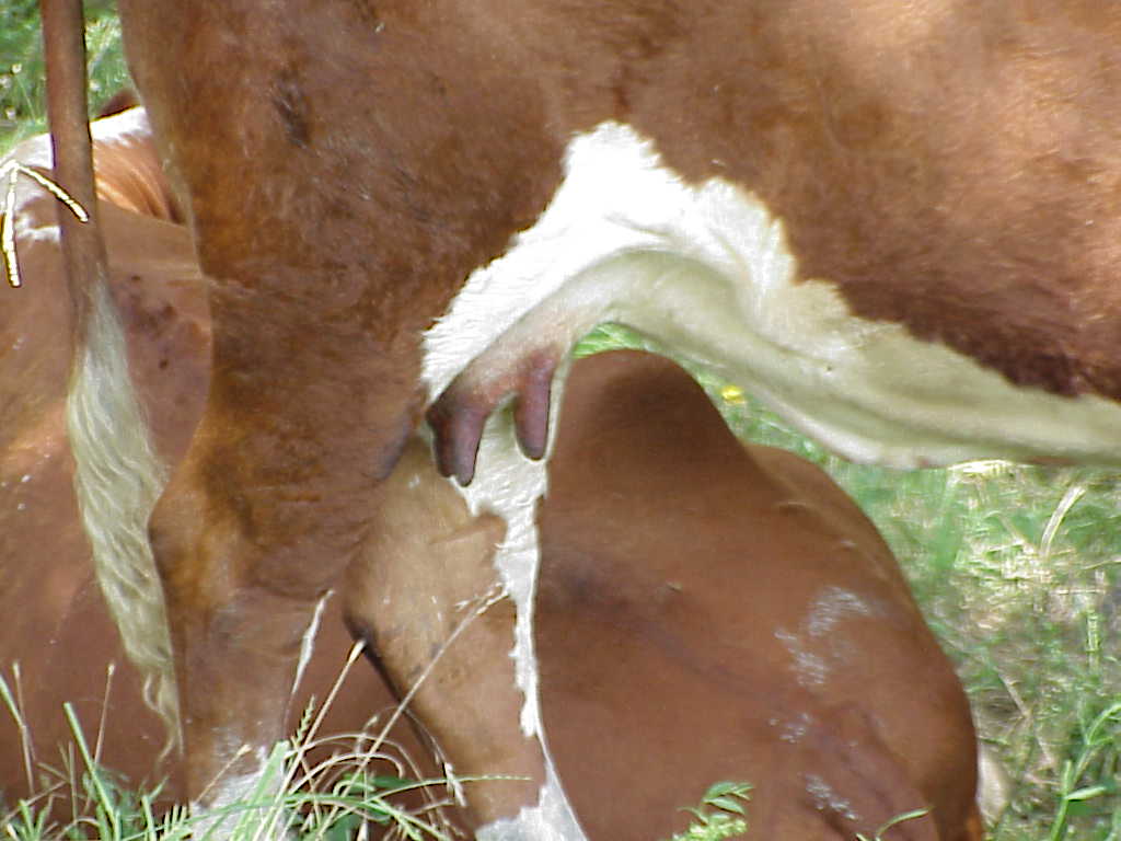 Teats are burned and painful.