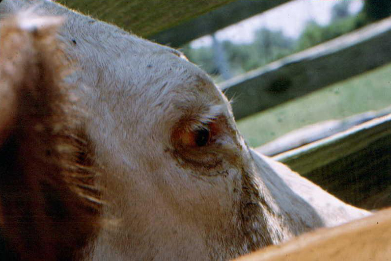 Sclera