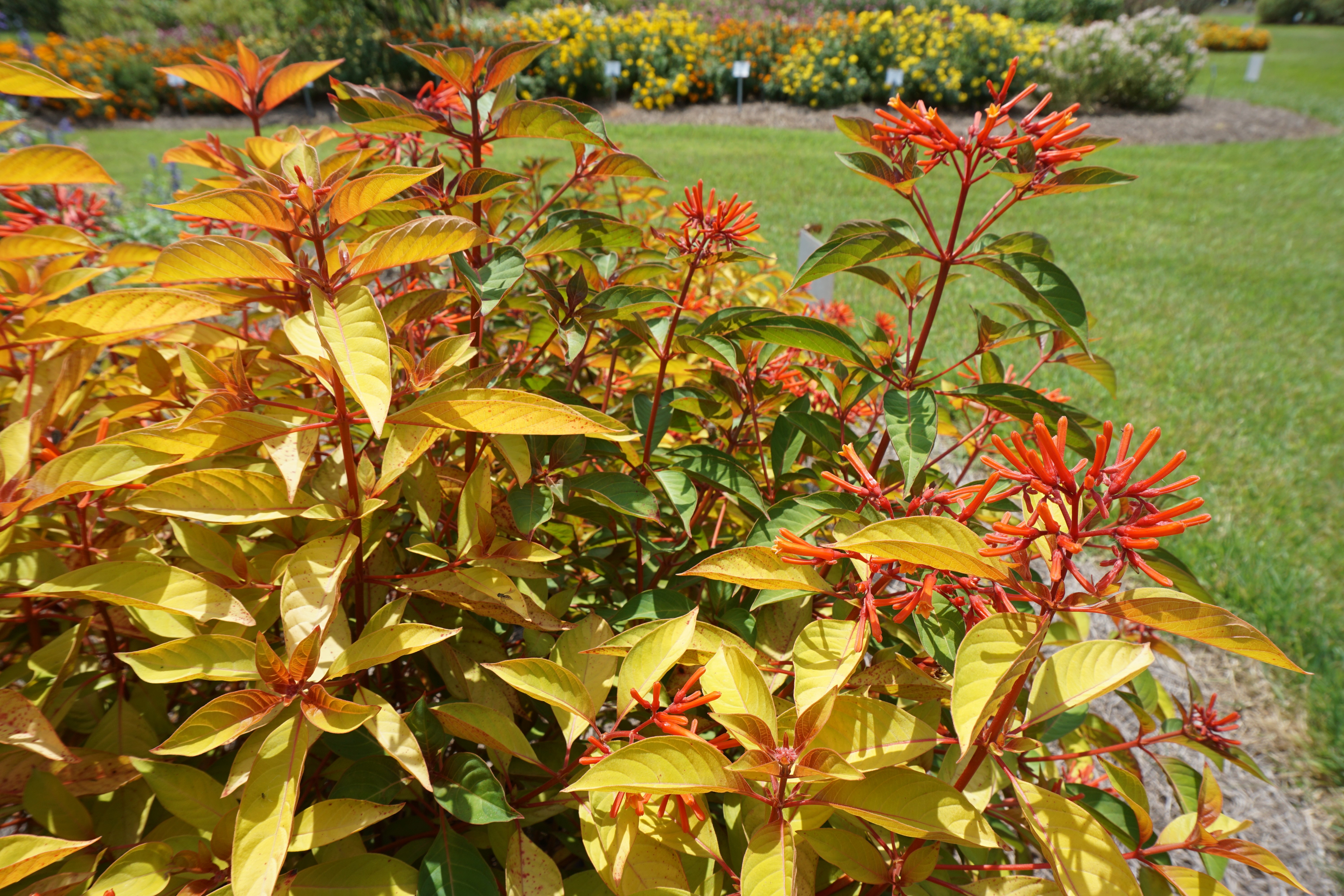Plant with yellow-green leaves and red flowers.