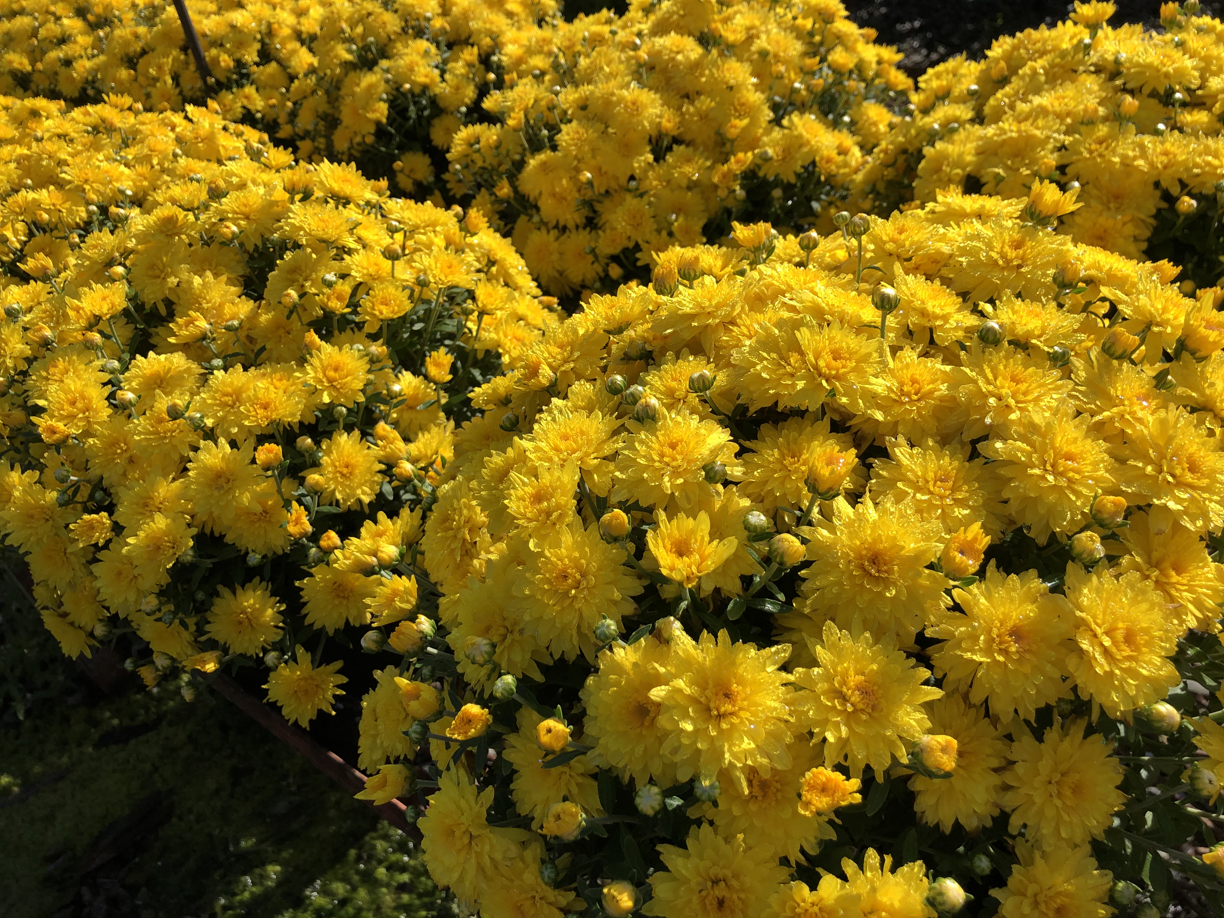 Yellow flowers.