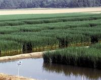 Rice Field