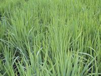 Rice Seeding Dates