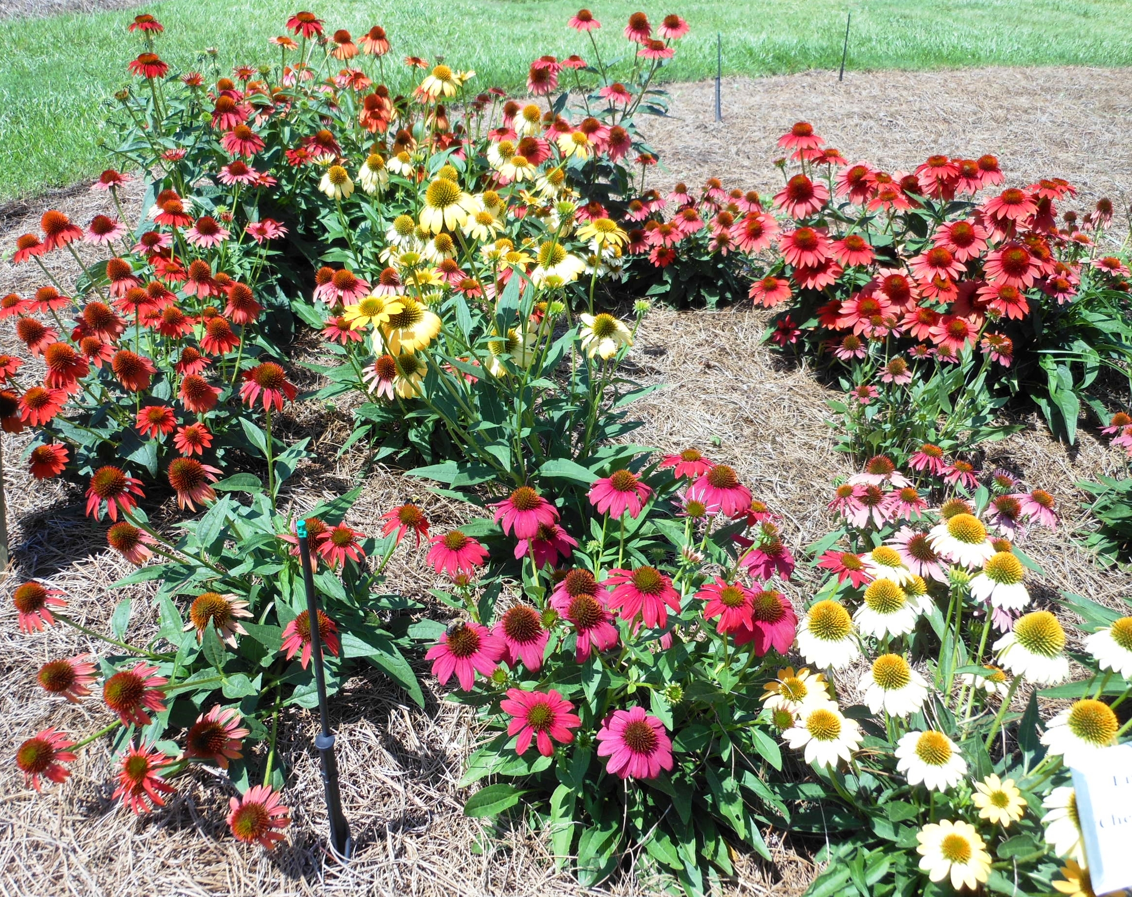 5 bedding plants named All-America Selection winners