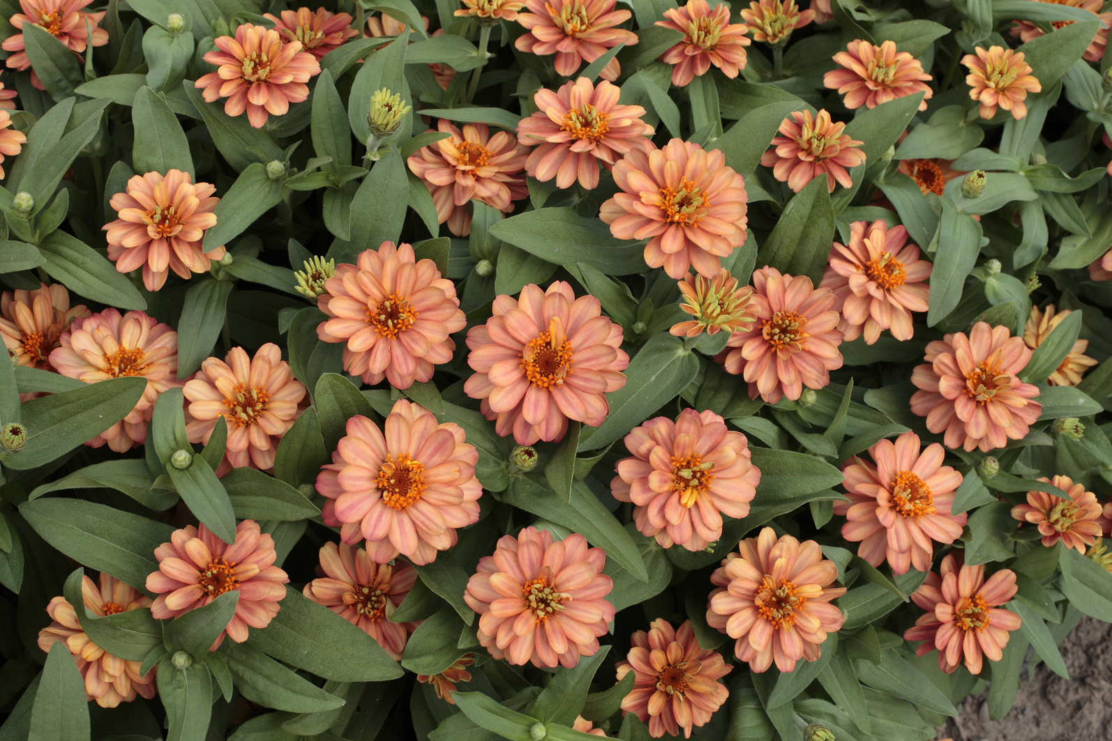 double deep salmon profusion zinnia