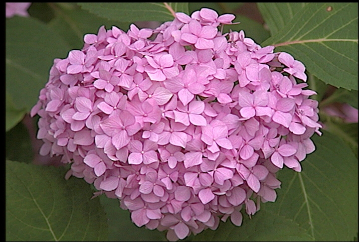 Don’t discard your hydrangeas