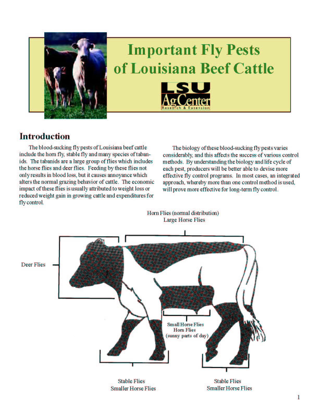 Important Fly Pests of Louisiana Beef Cattle