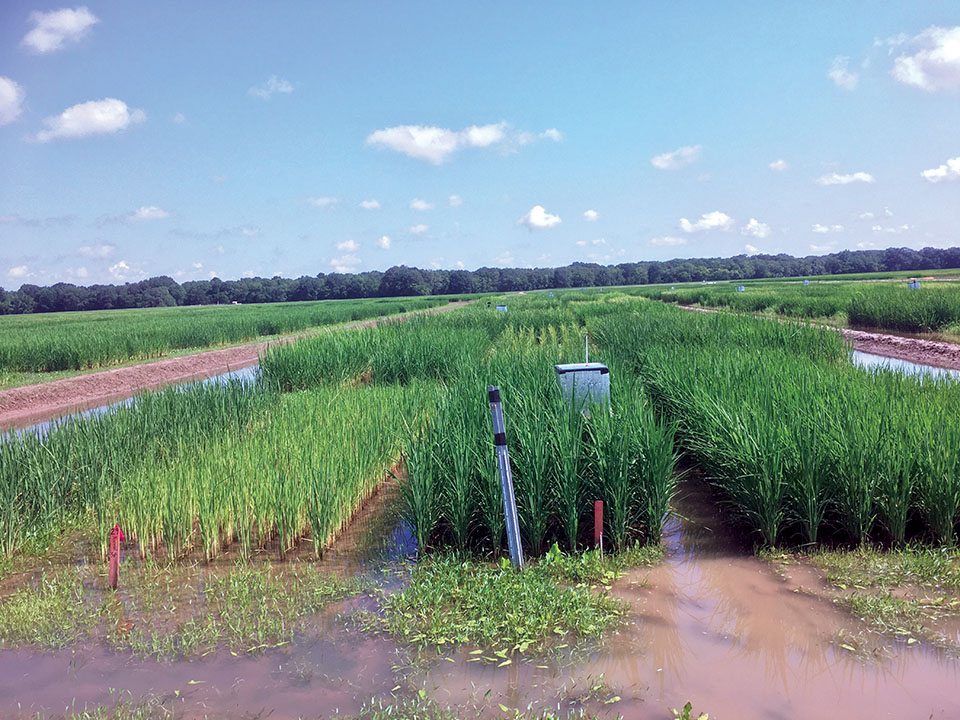 Water management: Can less mean more?