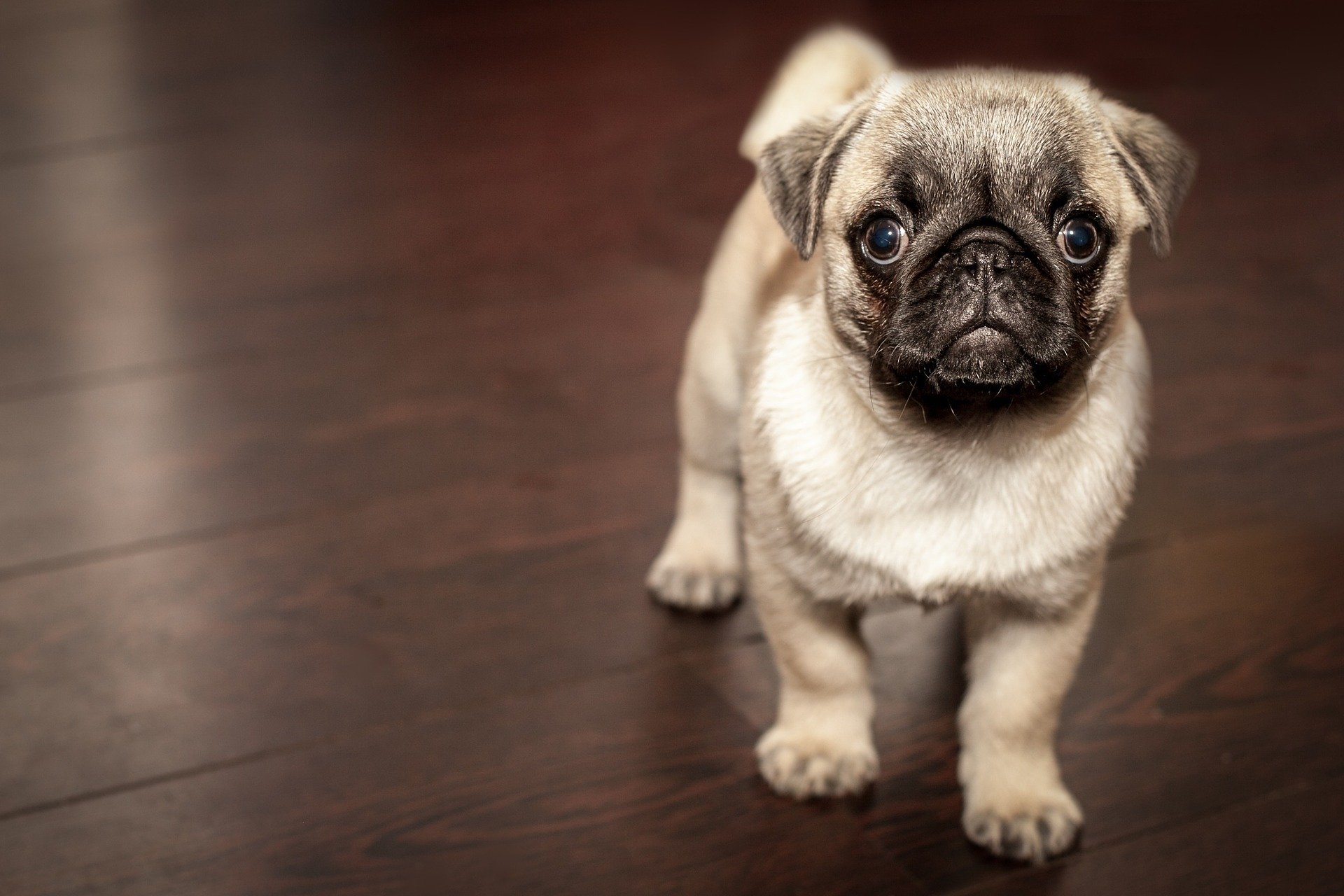 4-H Virtual Recess: All About Dogs