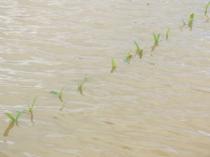 Corn: With all the flooding, how much nitrogen have you lost?