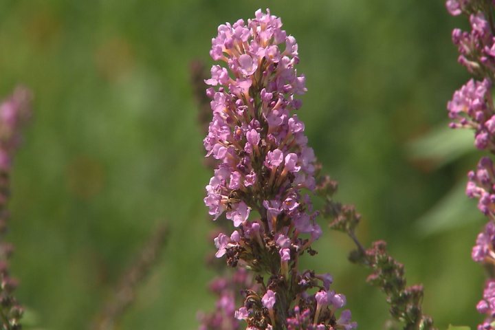 Tutti Fruitti Pink buddleia is compact Super Plant