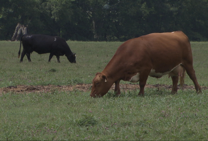 Genetics important in raising quality beef