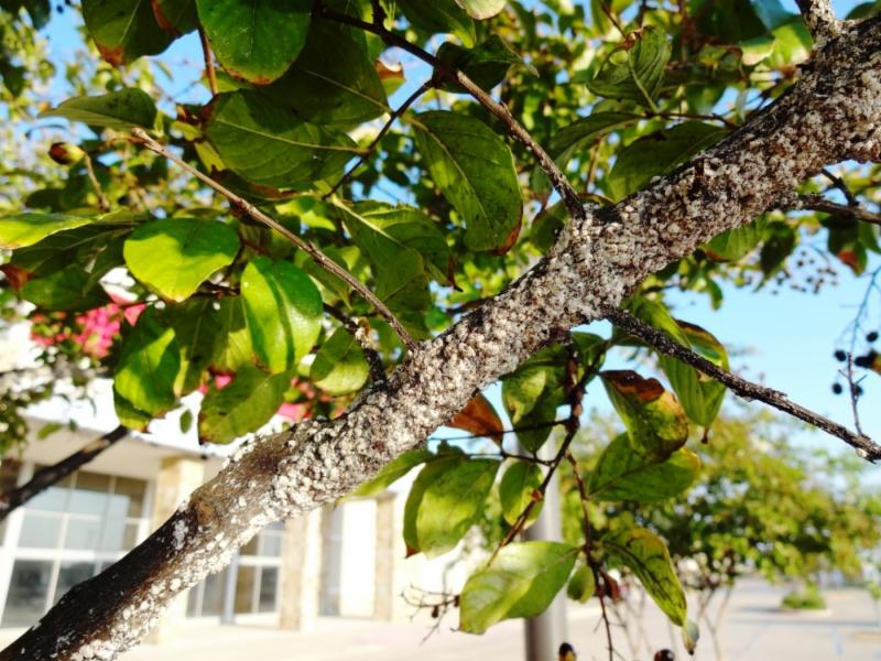 CrapeMyrtleBarkScalejpg