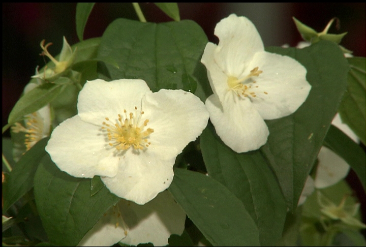 Philadelphus shrubs shoud be more popular