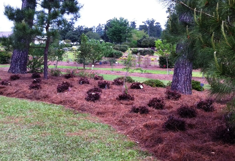 mulched azalea bed