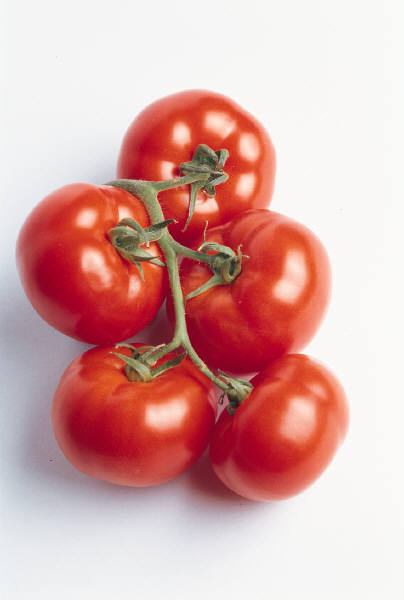 photo of healthy tomatoes