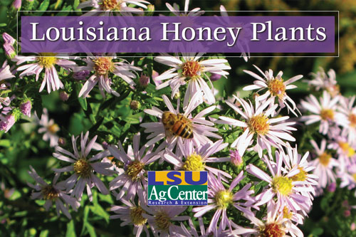 Louisiana Honey Plants publication released by LSU AgCenter