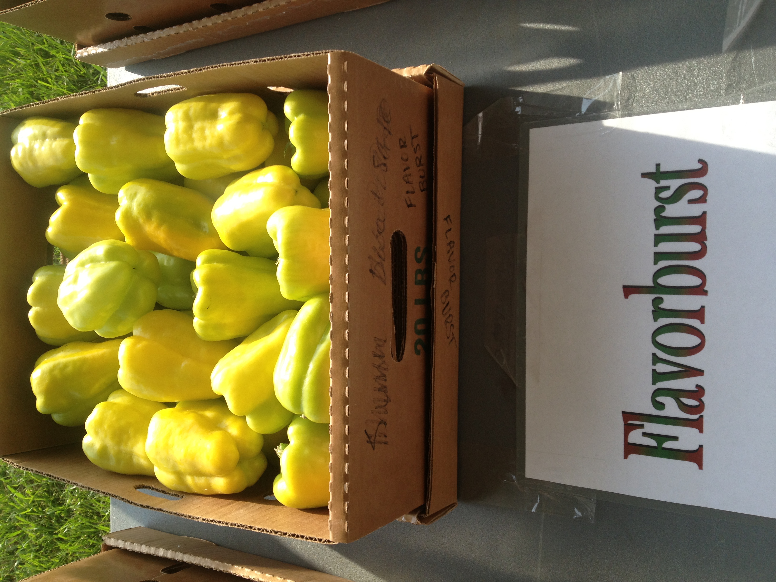 Results of the 2013 Bell Pepper Trials