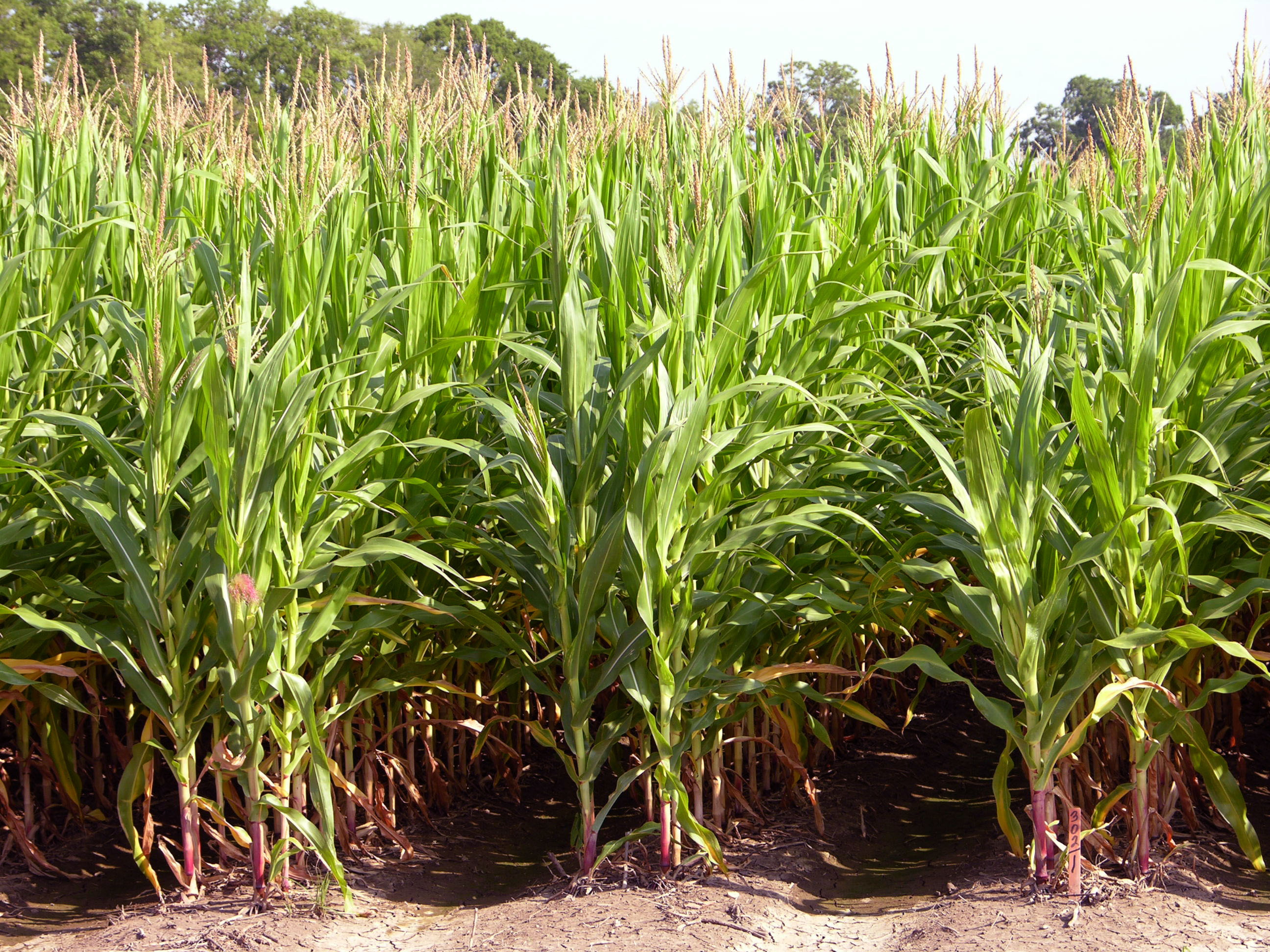 Research Brief: Influence of Seeding Rate and Nitrogen Rate on Grain Yield of Two Corn Hybrids Differing in Ear Flex on Mississippi River Alluvial Soils