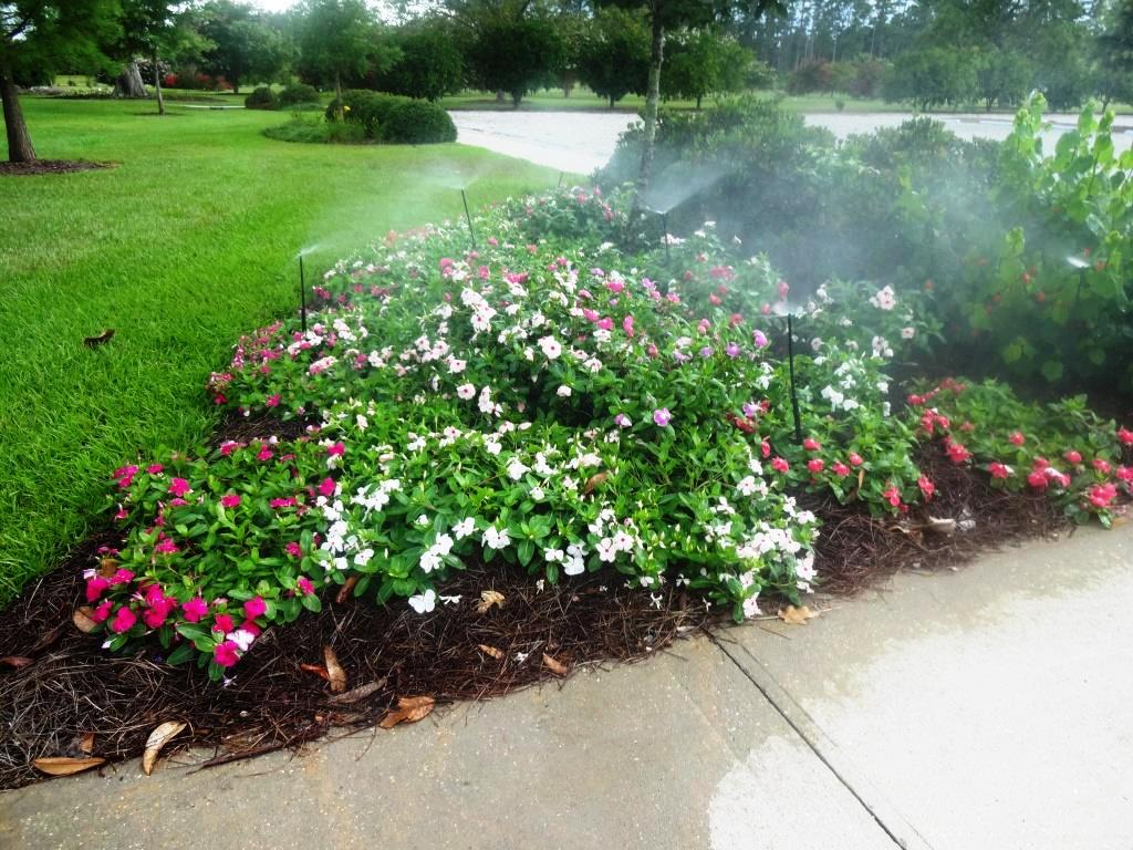 Problems appearing in Louisiana vincas