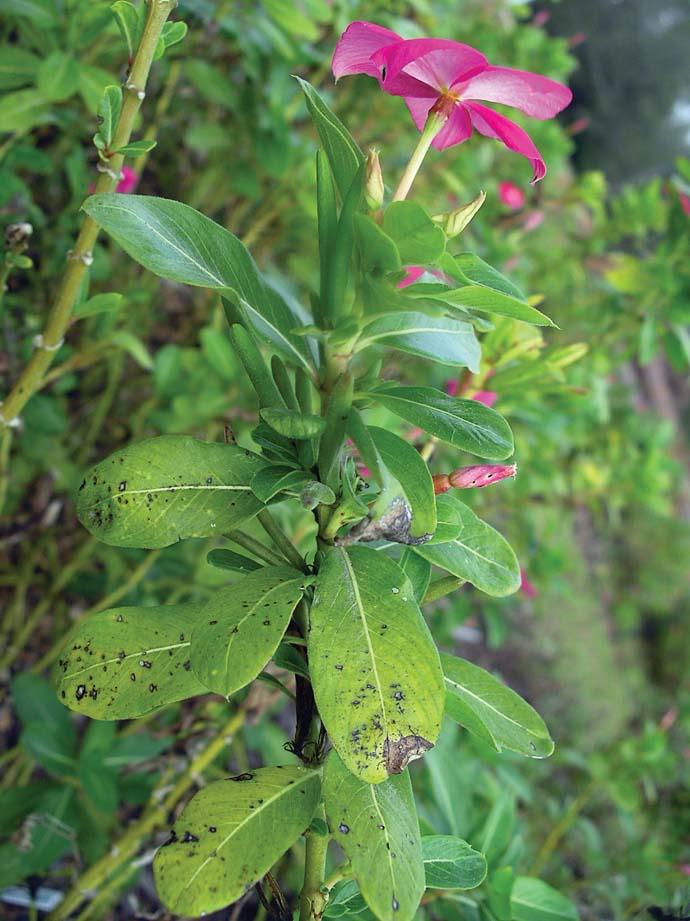 Alternaria leaf spot