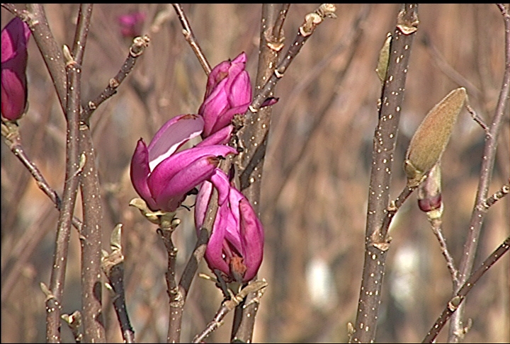 Japanese magnolia blooms through early February