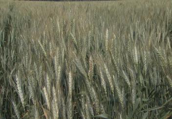 La. wheat crop suffers from cold rain