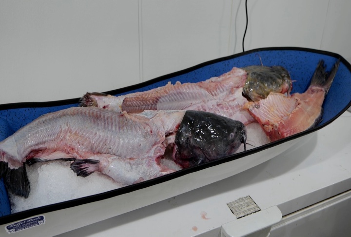 Seafood lab highlights underutilzed fish species