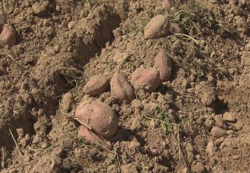Sweet potato harvest producing good yields 